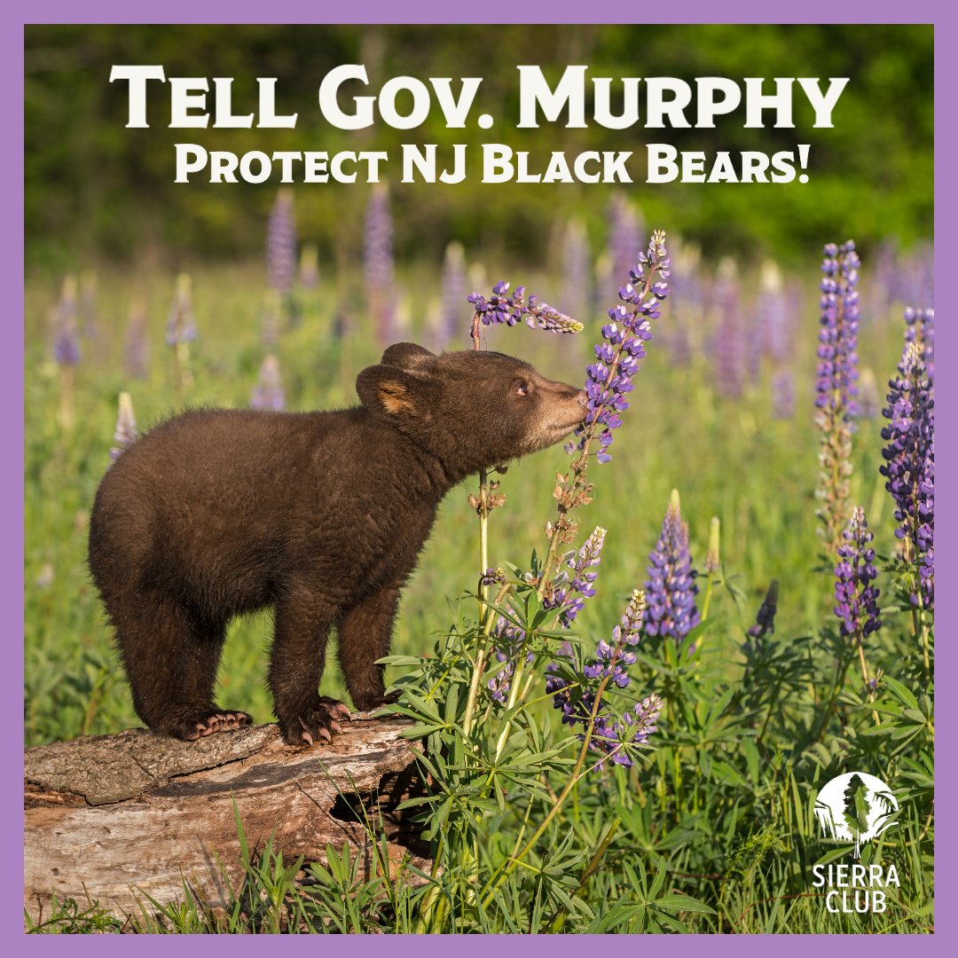 on Twitter "Tell Governor Murphy to Protect Black Bears