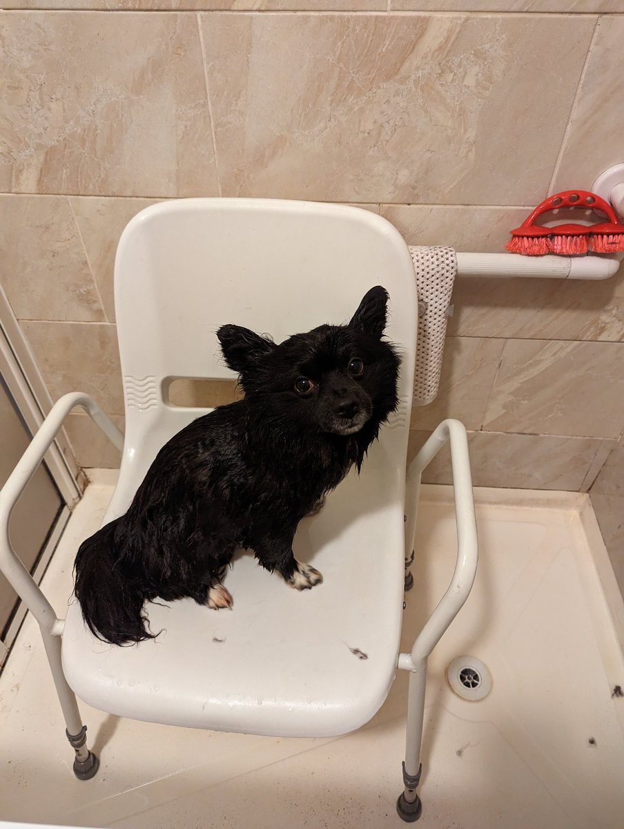 92jamiemcgovern's tweet photo. Betrayal #pomeranian #pomsoftwitter #DogsofTwittter #dogs https://t.co/bfNwvCfzjh