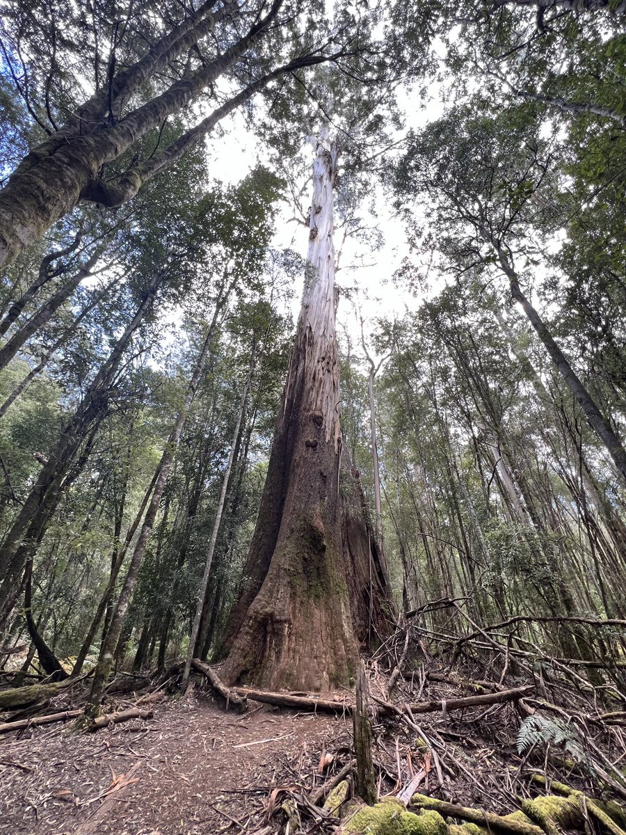 Oldwargamer's tweet photo. Visited #RussellFalls and the tall trees area of Tasmania yesterday. Stunning scenery and the trees blew my mind. 
#wargaming #Tasmania #TallTrees #Strathgordon https://t.co/2dgb4GKWME