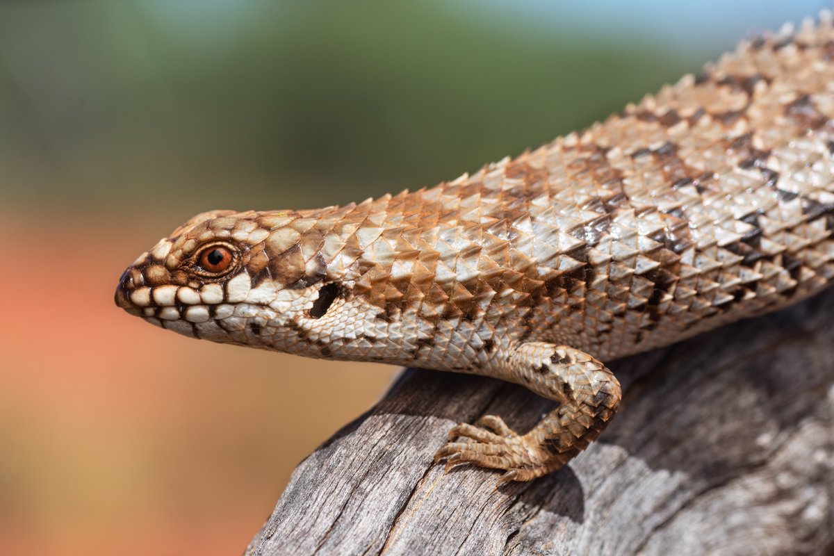 BushHeritageAus's tweet photo. This Pygmy Spiny-tailed Skink (Egernia depressa) was snapped at Hamelin Station Reserve, Malgana country, WA. These skinks can normally be found in fallen timber and tree hollows where they hide from predators, but this one was out in the sun for its close-up 🕺

📸 Ben Parkhurst https://t.co/kB5ej8h8Dt