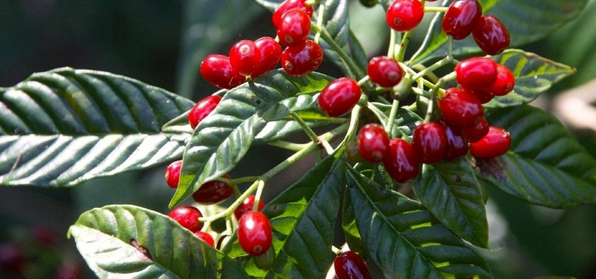 Questa è la #pianta del #caffè si chiama #coffea.
Fa parte della #famiglia delle #rubiacee cresce nelle fasce #tropicali. Il #frutto #rosso #ciliegia si chiama #drupa.
Al suo interno troviamo i #semi del #caffe.
#Losapevi?
