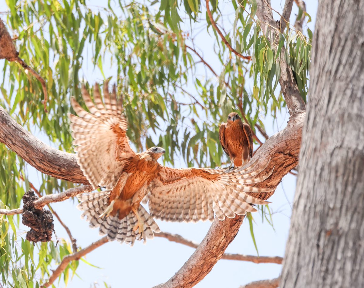 Fledglings not long out of the nest with female in flight and male in background. Red Goshawk’s have had a decent breeding season on Cape York Peninusula with 75% nest success rate #raptorresearch #WildOz #threatenedspecies