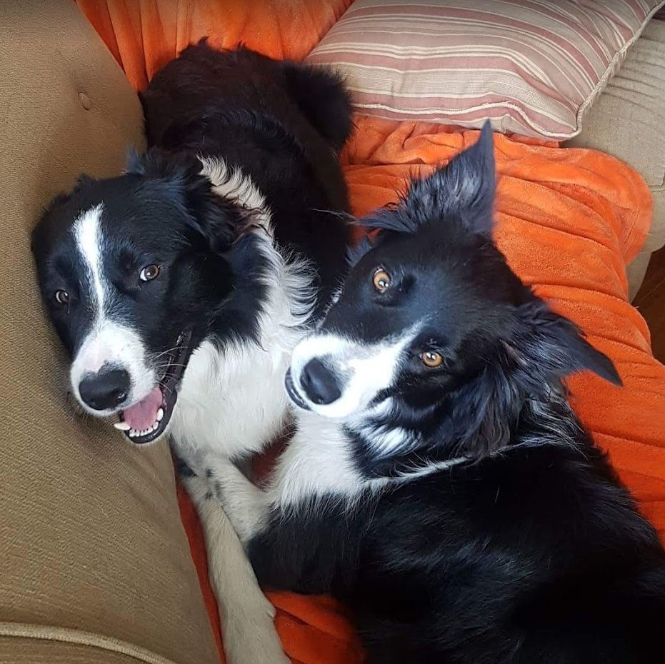 Chicacollie's tweet photo. Missing my man Gooman!! :-( Maybe my Dad will take me back to Toronto for a visit before I get to old. Come on Daddio @Chicacollie #bordercollie #doglove #gooman https://t.co/gGoBj1O6FK