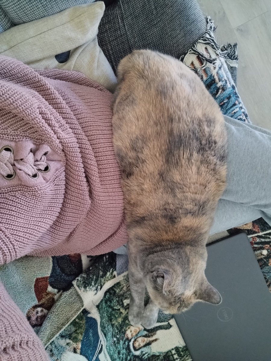 JaniceSperry's tweet photo. My awkward snuggler #catlife https://t.co/scQJvWUvHs