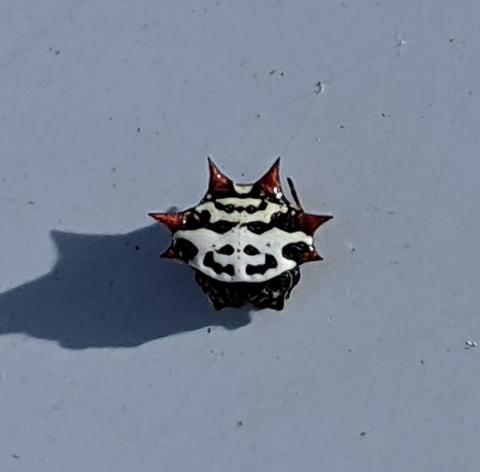 Though spiney orb weavers are harmless, I still don't want them on me. I think this little one is so pretty.