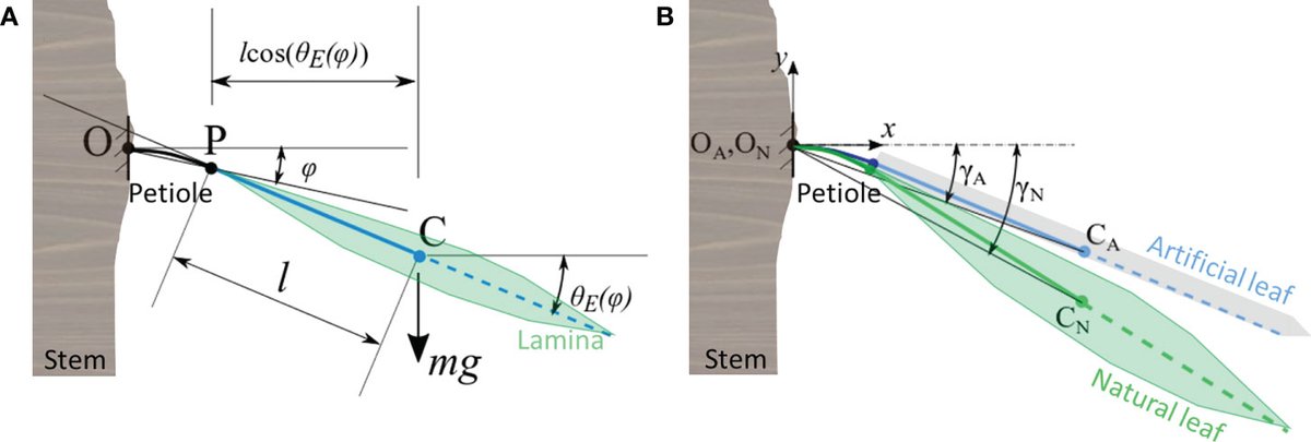 How to design #HighTech devices for operation on #plant leaves under the dynamics of wind? Check out our model by @gioadnas and #OpenAccess article in @FrontPlantSci @BarbaraMazzolai @BSRiit @IITalk @GrowBot_project doi.org/10.3389/fpls.2…