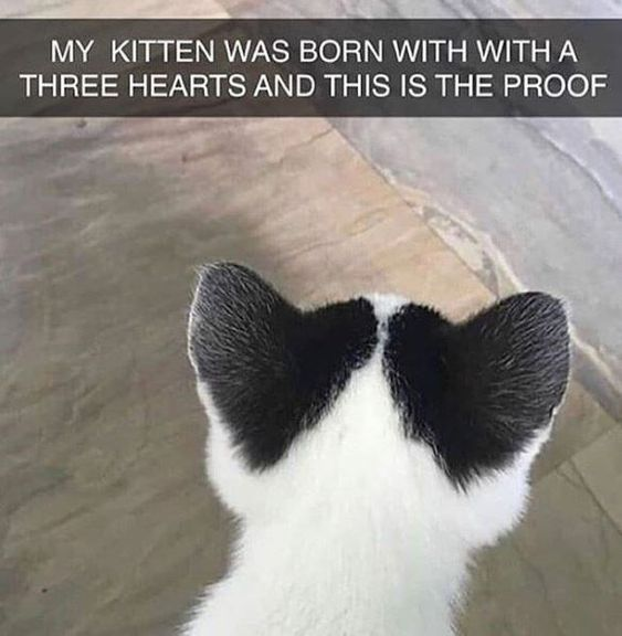 WholesomeMeme's tweet photo. https://t.co/mrzvaPaSj3