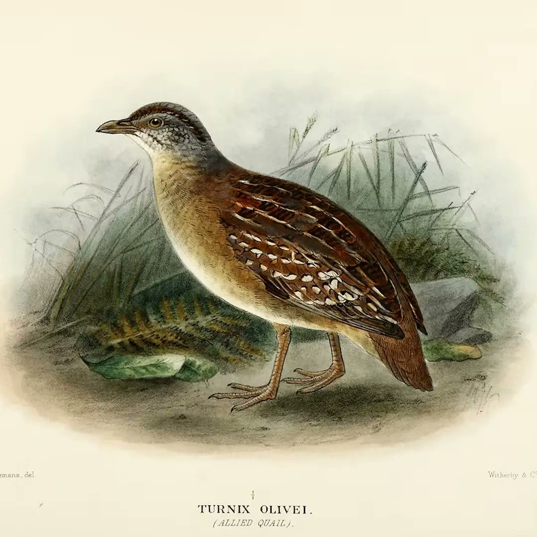 Thanks to the persistence of RARES researcher <a href="/Turnix_PWebster/">Patrick Webster</a>, we are happy (though actually sad) to report that the Queensland Government has now accepted our submission for the conservation status of the Buff-breasted Button-quail to be uplisted to Critically Endangered.