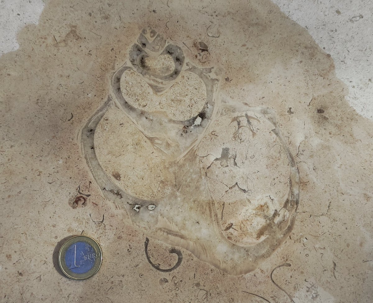 Misviajesporahi's tweet image. 75. ¡Mirad lo que he encontrado!
Un enorme gasterópodo con cristales, rodeado de otros más pequeños. El corte es oblicuo (por eso se ve un poco deforme). 🐚
 #minubetrip #BurgosTeSientaBien  #minubetripBurgos
@minube @infoturburgos #urbanfossils #fossil #fossils #urbanfossil