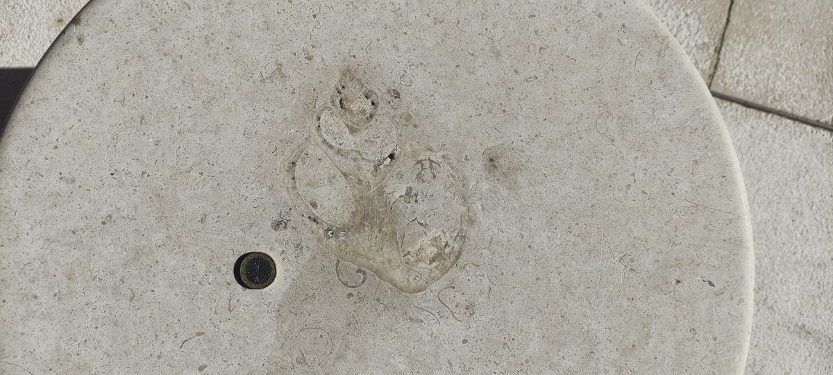 Misviajesporahi's tweet image. 75. ¡Mirad lo que he encontrado!
Un enorme gasterópodo con cristales, rodeado de otros más pequeños. El corte es oblicuo (por eso se ve un poco deforme). 🐚
 #minubetrip #BurgosTeSientaBien  #minubetripBurgos
@minube @infoturburgos #urbanfossils #fossil #fossils #urbanfossil