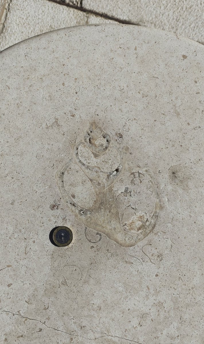 Misviajesporahi's tweet image. 75. ¡Mirad lo que he encontrado!
Un enorme gasterópodo con cristales, rodeado de otros más pequeños. El corte es oblicuo (por eso se ve un poco deforme). 🐚
 #minubetrip #BurgosTeSientaBien  #minubetripBurgos
@minube @infoturburgos #urbanfossils #fossil #fossils #urbanfossil