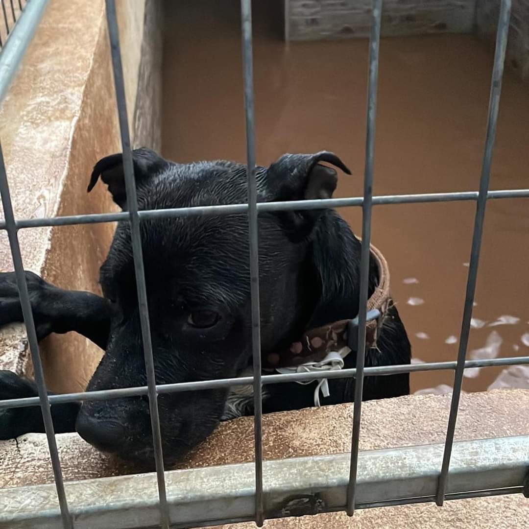 Huellas_Cs's tweet photo. ALERTA ROJA - AYUDA URGENTE 🙏 NO MIRES A OTRO LADO. 
.
Necesitamos urgente que nos ayuden con bombas de agua, mantas, toallas y mangueras, y seguramente después de valorar los daños necesitaremos pienso 😭😭😭😭😭. https://t.co/JtAIPlEw2P