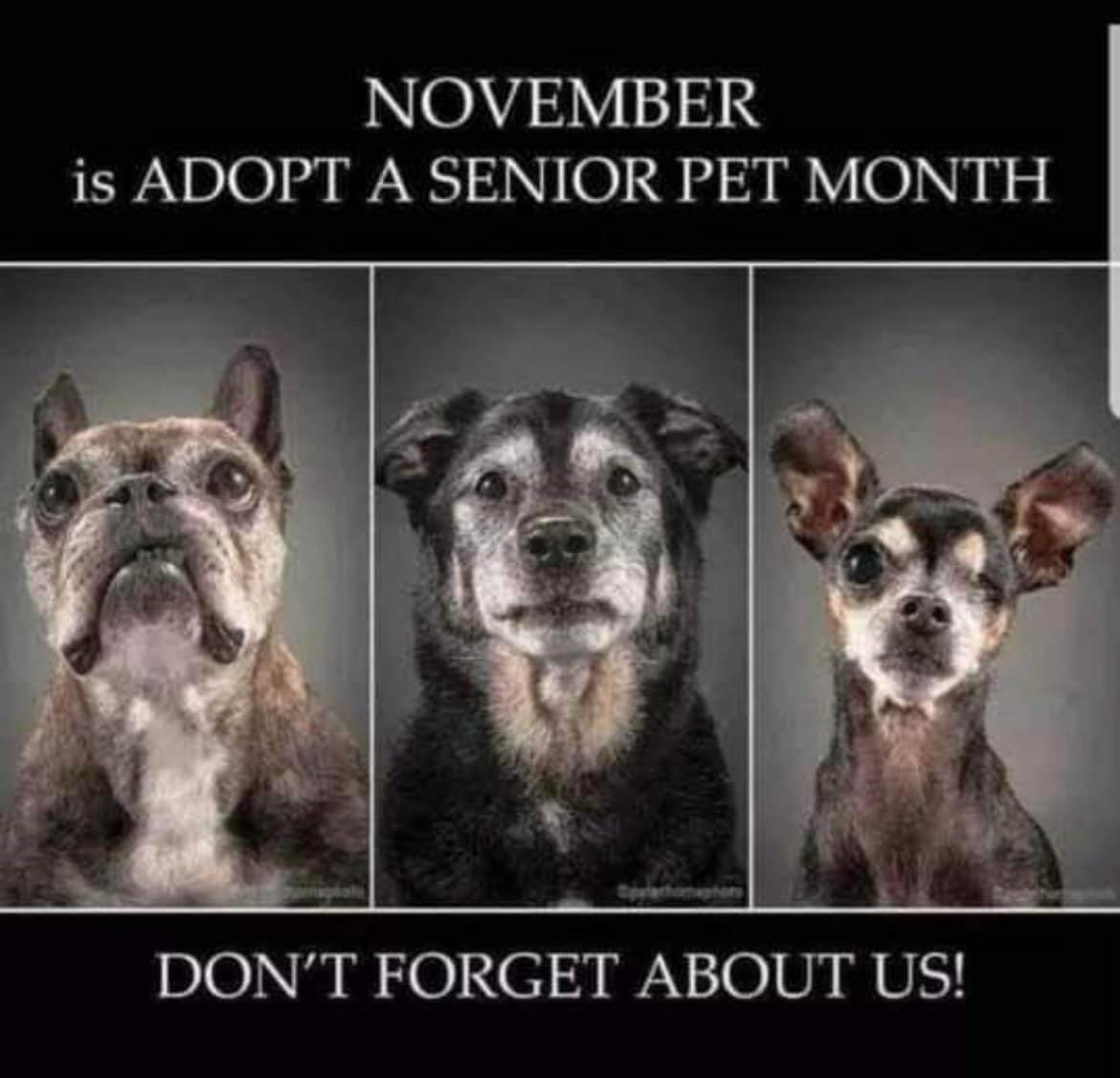 November is Adopt a Senior Pet Month