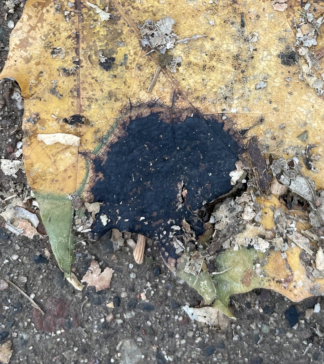 The leaf fades, the pathogen remains (Rhytisma acerinum)