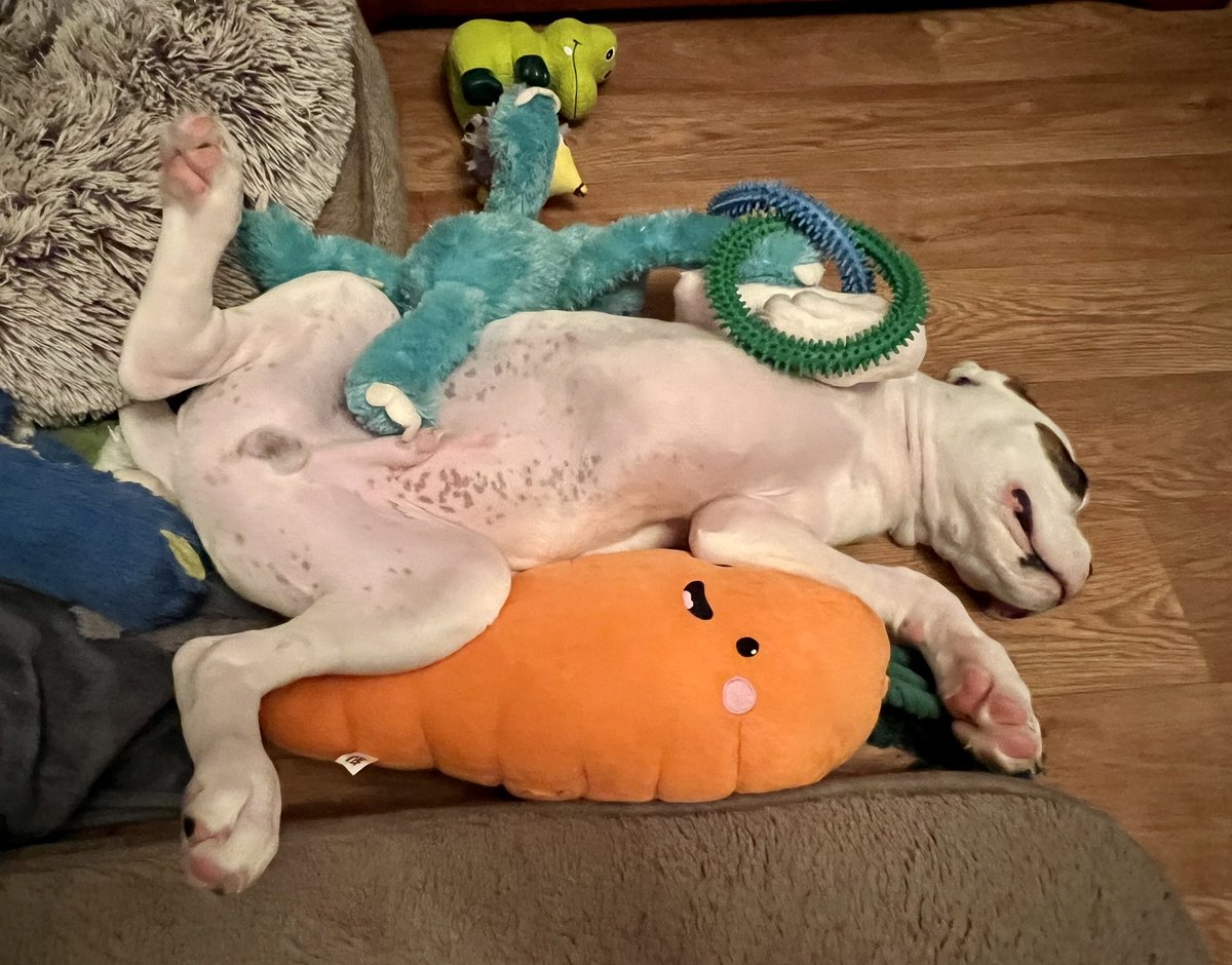 𝘿𝙖𝙫𝙞𝙙 🏴󠁧󠁢󠁥󠁮󠁧󠁿 Boxer Dad 🐶🐶🐶🙌🏻 tweet media