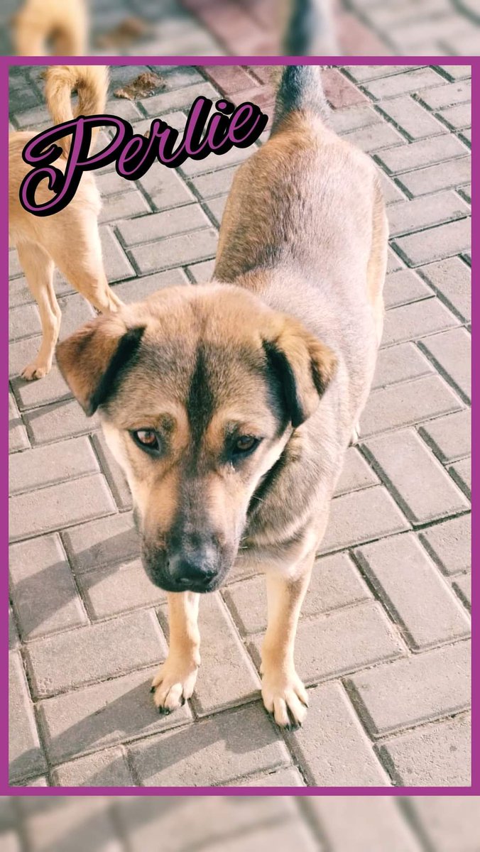 OubliesRoumanie's tweet photo. #adoption #chien #sosdog
🐕 PERLIE, née en octobre 2021, pèse 20kg
🏡 Nous lui recherchons une famille prête à s'investir, elle ne connaît pas la vie en maison et aura tout à apprendre 🐶
👉 Pour l'adopter : https://t.co/DrAqJjEn9P https://t.co/B9nSTdvZJw