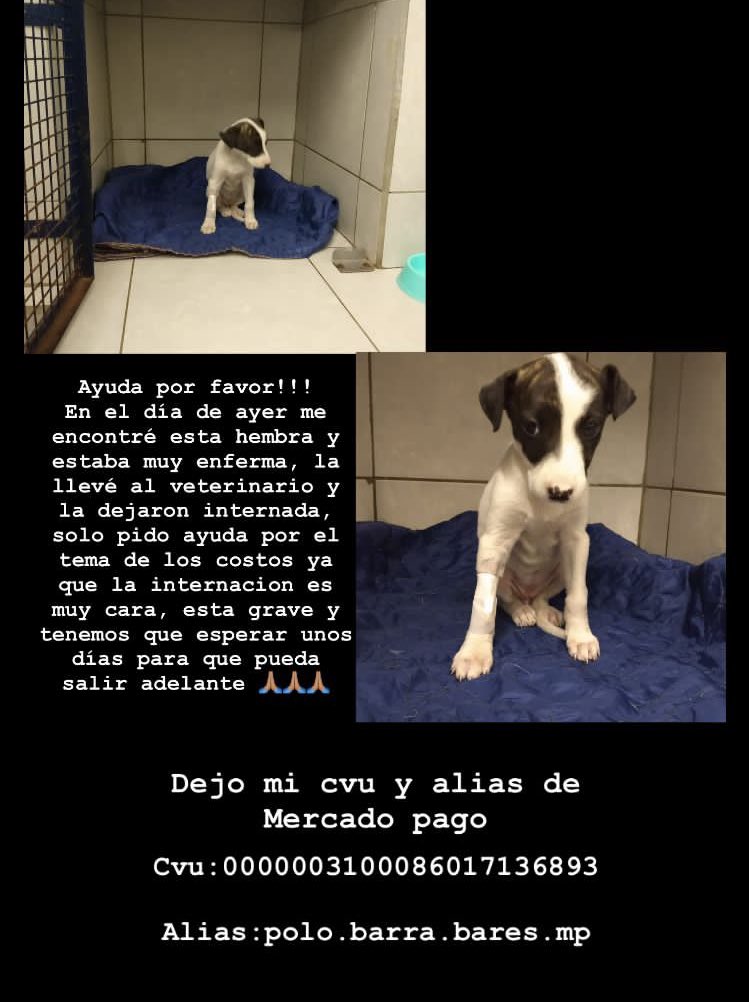 Leopiercee's tweet photo. Necesitamos tu ayuda, los días de internación son muy caros 🙏🏻 con 50 pesos ya nos ayudas un montón. https://t.co/rl3N4gQJ2d