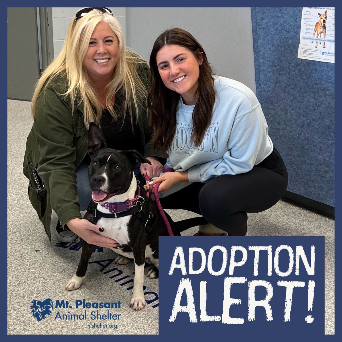 mt_animal's tweet photo. It is always a great day when one of our animals finds a loving home. It is especially significant when an animal with us longer than we like gets adopted. Congratulations, Bagel, on finding your happy tail story! https://t.co/zeYh0AMLNe
#adoptdontshop #shelterpets #petadoption https://t.co/dRLKhNVdTG