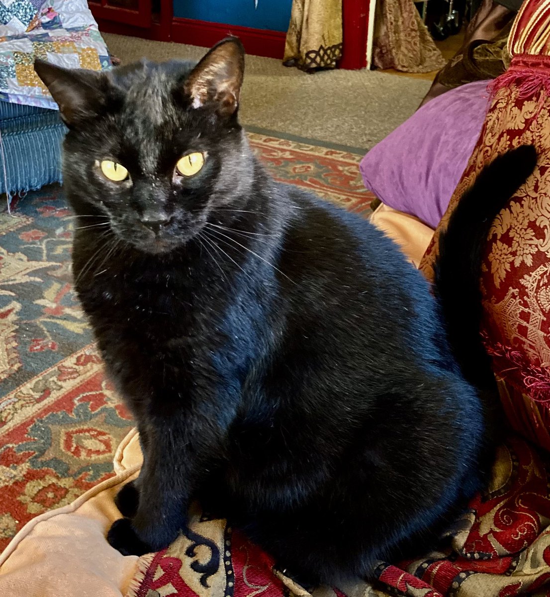 FELINEORACLE1's tweet photo. Mooch is of the opinion that I spend too much time away from the important work of grooming and petting him. I have to say I’m thinking he is right. #yourfamiliarisspeaking #CatsofTwittter #MoochtheOracle https://t.co/CYfBhcg9pA