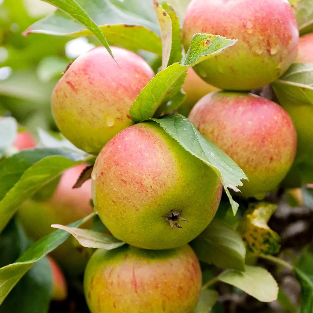 Downloadable list of all fruit and decorative trees currently available. #fruittrees #trees #fruit #decorativetrees #harlow #hertfordshire #essex #landscaping #gardens 
414fencing.co.uk/product-catego…
