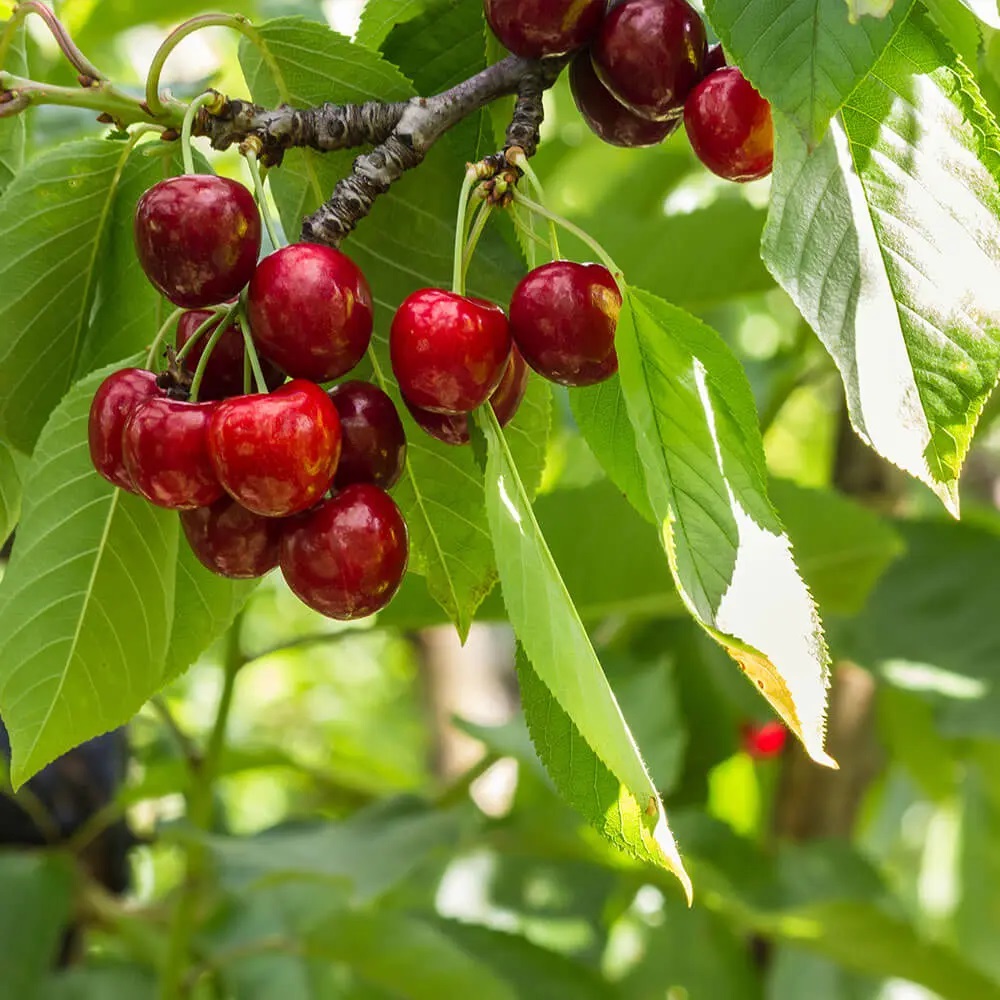 414fencing's tweet photo. Downloadable list of all fruit and decorative trees currently available. #fruittrees #trees #fruit #decorativetrees #harlow #hertfordshire #essex #landscaping #gardens 
https://t.co/k2MMDlQmEO https://t.co/DUwcl7mwpI