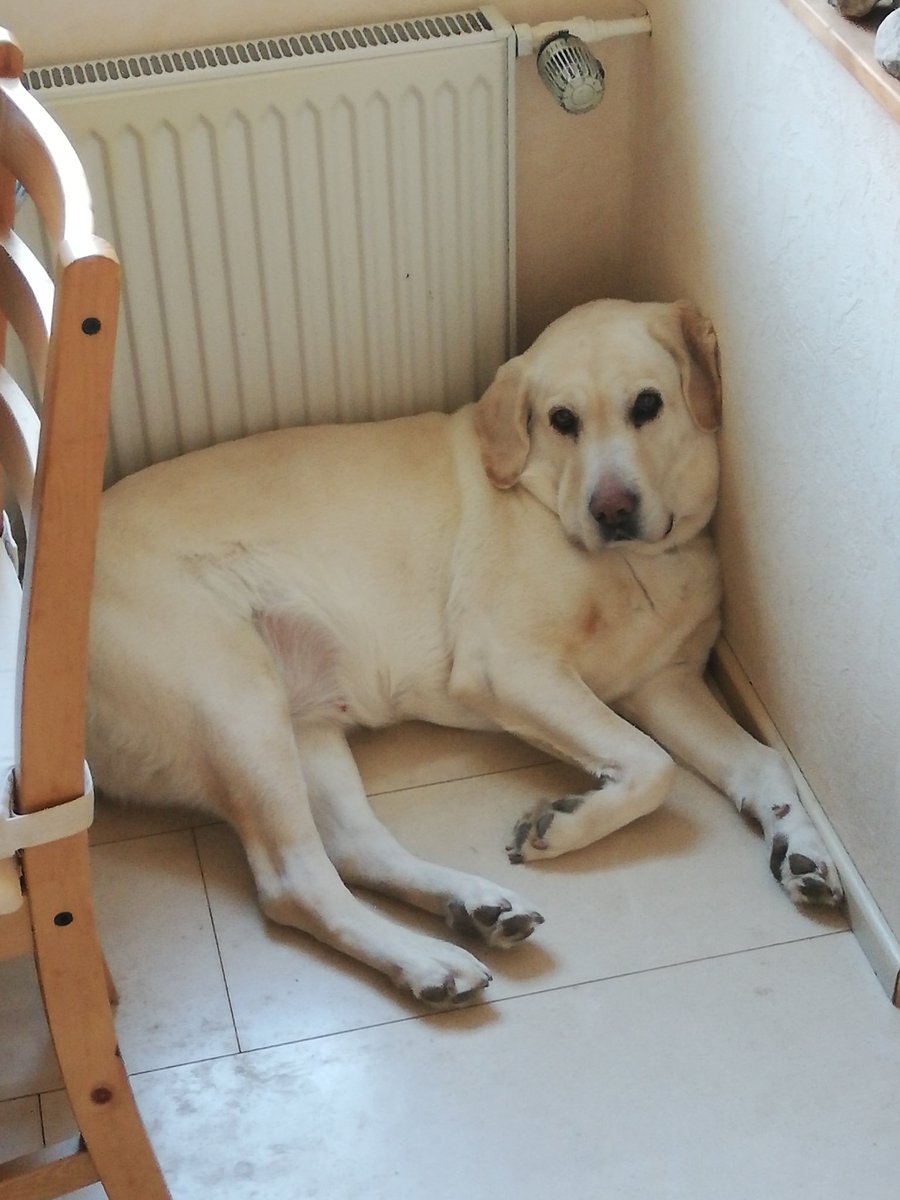 Eizen08151's tweet photo. @MillieParfait I just love my dogo https://t.co/kDQf0ATR4j