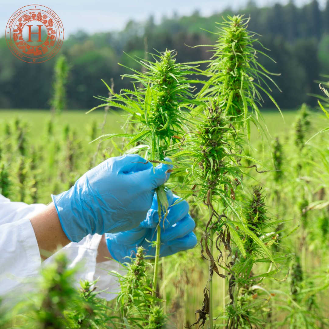 Say hello to Herbotany Health! 👋 With so many sub-standard CBD products in the UK with little or no information available around cultivation, production, or how testing checks the purity. We decided to make a change in the market!