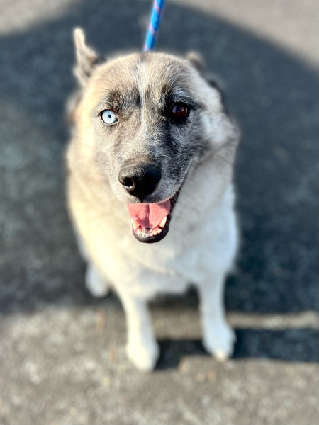 #Dog #Skye_CCSTCA_20 Hi. I’m Sky!  https://t.co/qOjZKGyL06 https://t.co/KltYMlcapo