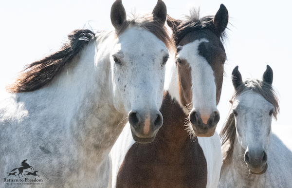 Action Alert: Time is running out for this Congress to pass a horse slaughter ban! returntofreedom.org/take-action-no… #yes2safe #nohorseslaughter 📷Meg Frederick