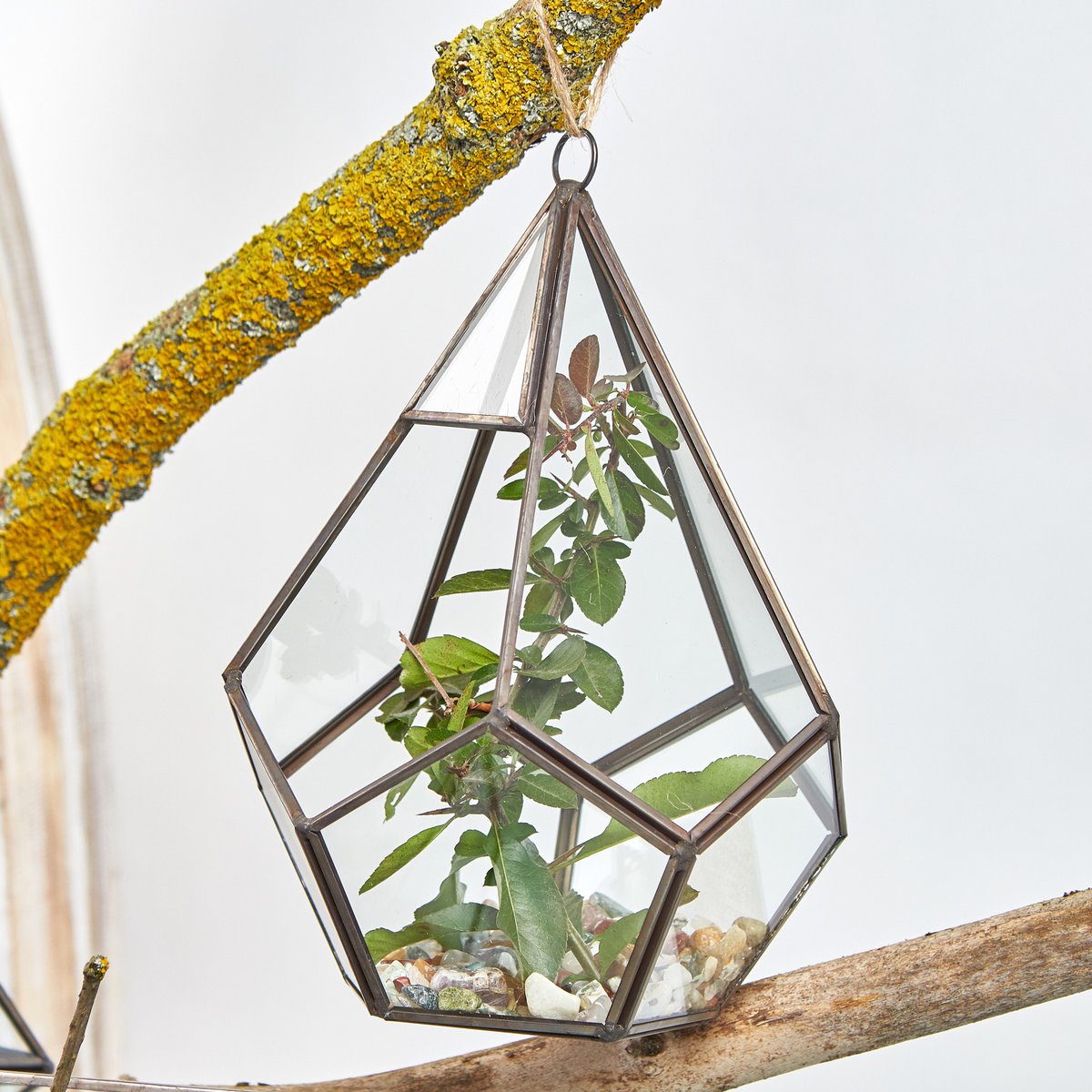 3dimensionaldec's tweet photo. Capture nature under glass and create beautiful mini living art. Designed with glass panels and a sturdy brass frames. Securely individually boxed.
Perfect to house favourite succulents, air plants or even fake plants. The stylish geometric design adds a touch class to any room. https://t.co/zQesgp6jlM