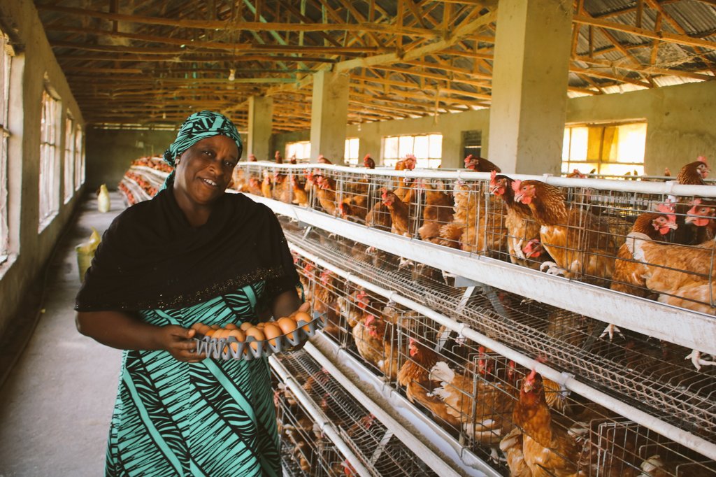 WYEP IMPLEMENTATION UPDATE WITH SAPANDA ENTERPRISE LOCATED AT CHIKUN LGA.

SAPANDA Farm is a poultry farm owned by three individuals  supported by Kaduna APPEALS Project under the Women and Youth Empowerment Programme. They are:
1.Ramatu Goje
2.Saadatu Abubakar 
3.Serah Samaila