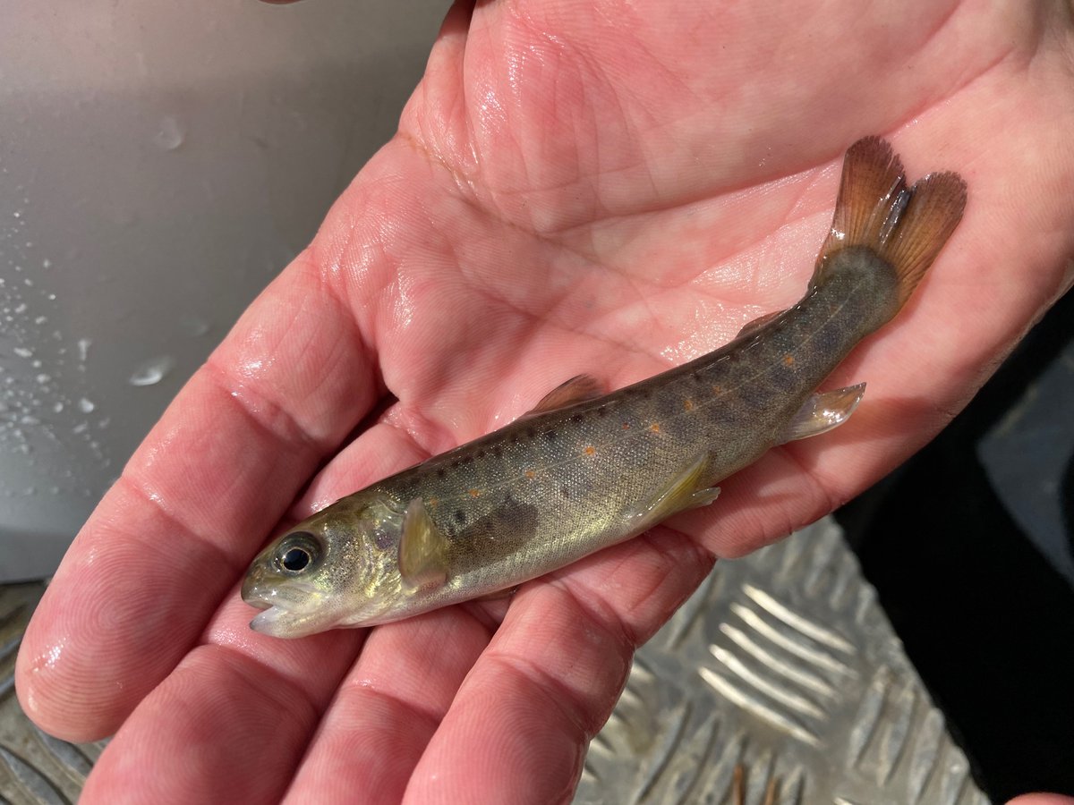 m_schletterer's tweet photo. Stocking of #danubian #BrownTrout from the #hatchery at #Thaur into the creek #Stöttlbach with Helmut #Kettner and the fish breeders Niki (Senior & Junior) #Medgyesy … #TIWAG
Find out more: https://t.co/FECSwriEjq
https://t.co/f4ovknz708
https://t.co/JvKZctpBso https://t.co/X0325IosvP