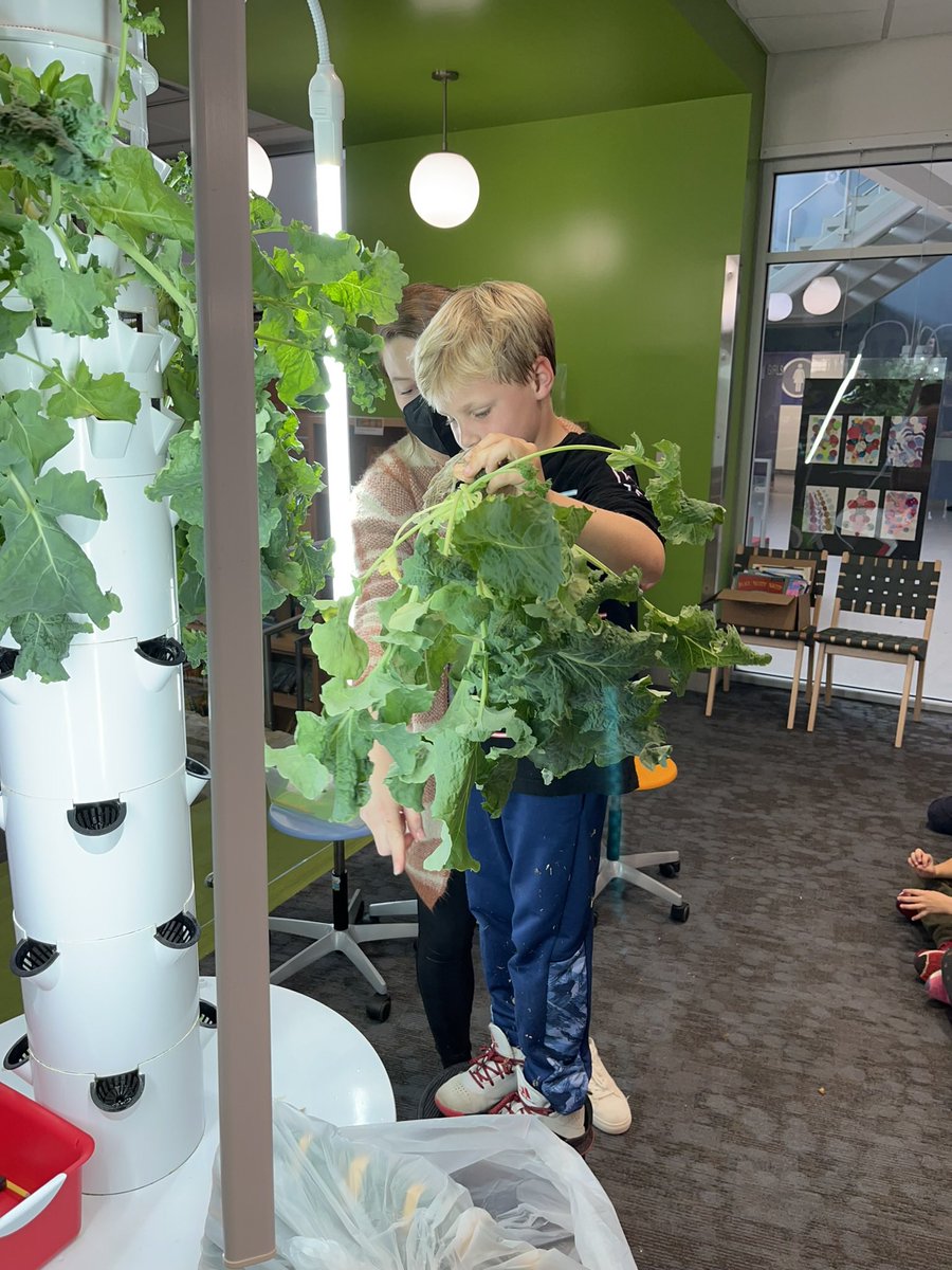 Harvest time with <a href="/DscAPSG2/">Discovery APS 2nd</a>! #hydroponics @APSscience #Sustainability