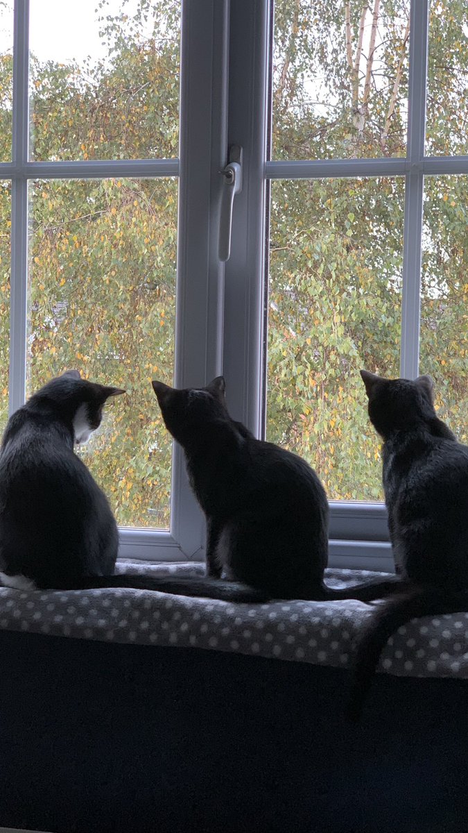 Ginaie's tweet photo. @ShropsCatRescue All 3 doing amazingly well, super happy confident little kittens (not so little now though) … but do still insist on sharing the hammock together https://t.co/jDKBusggPL