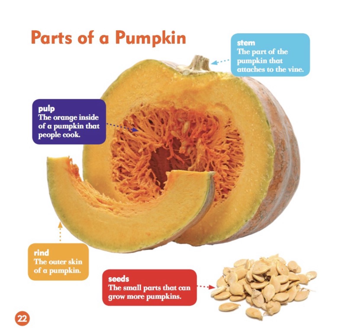 vanessashahin's tweet photo. pumpkins 🔁 @SloanePS_TDSB https://t.co/oFCiscyTmq