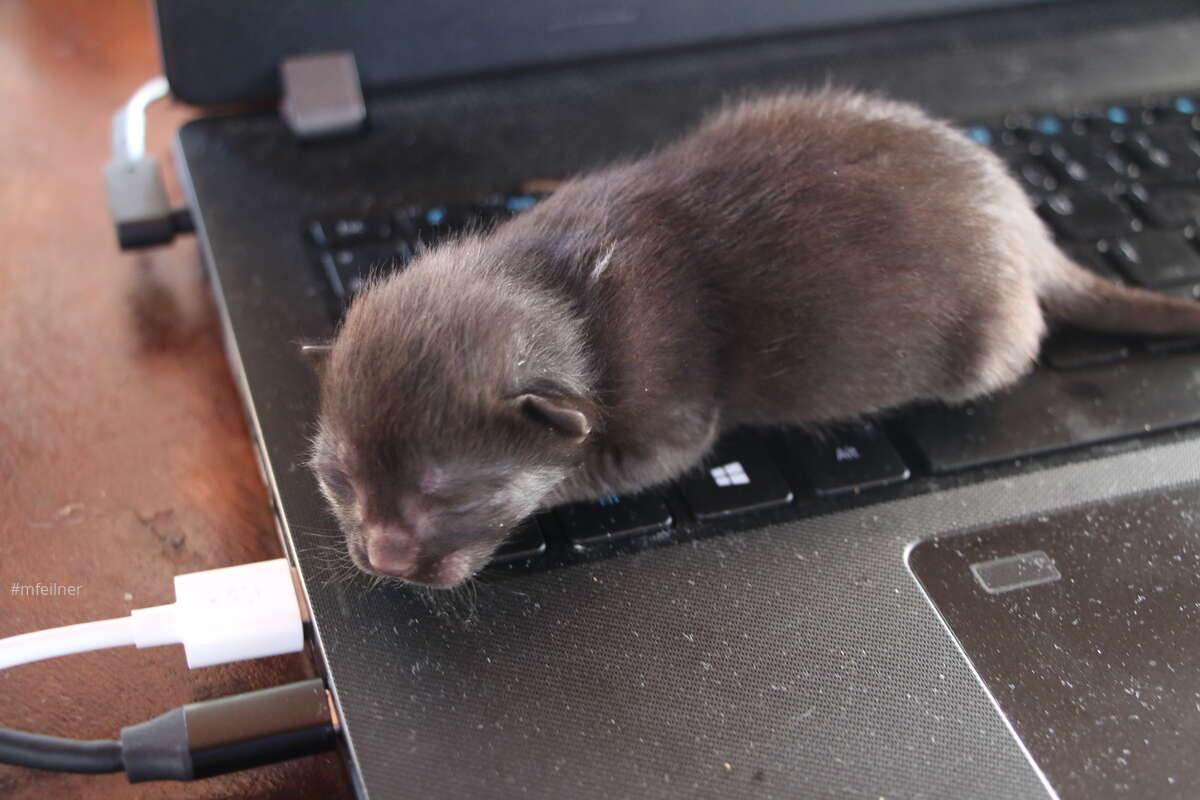 Markus Feilner - @mfeilner@mastodon.cloud tweet media