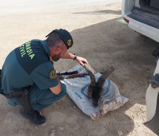 IndeGranada's tweet photo. Dos investigados por caza furtiva de un macho de cabra montés en el Parque Natural de Sierra Nevada

La Guardia Civil les ha intervenido un rifle de calibre 308 win con mira telescópica y una mochila donde guardaban la cabeza del ejemplar abatido:
https://t.co/9GyU8eX0wN https://t.co/1mWkjigv6e