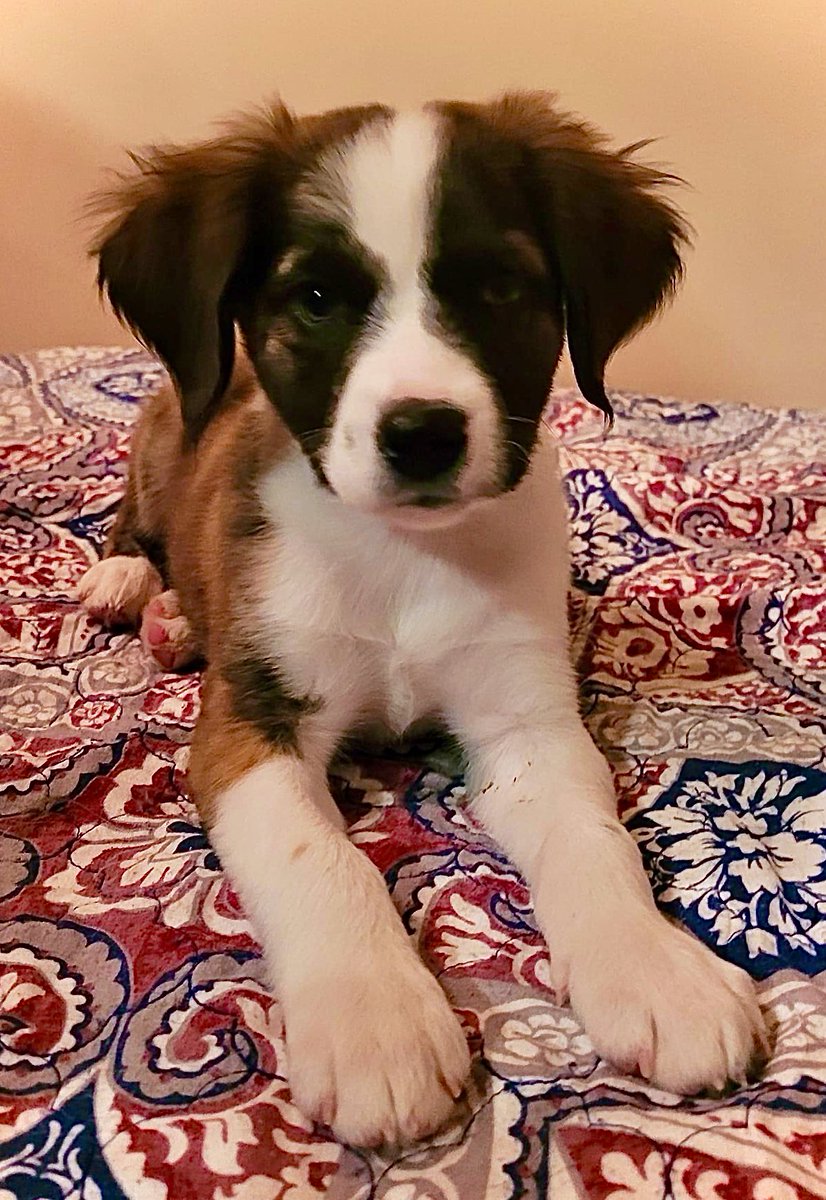 Adam Scheier tweet media