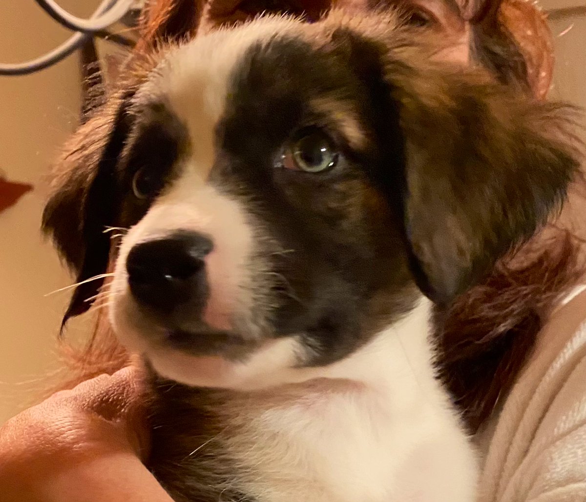 Adam Scheier tweet media