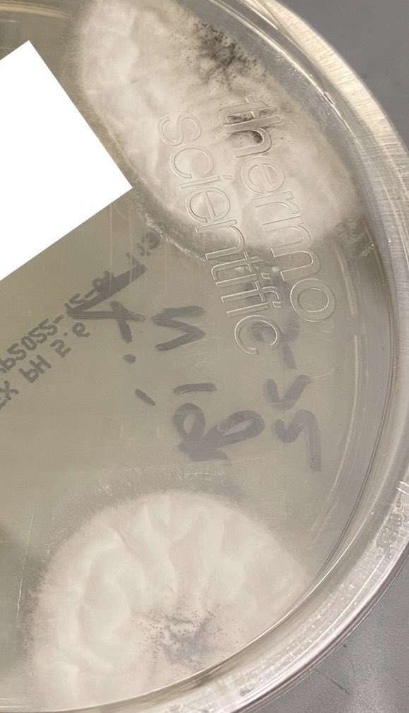 cmthompson15's tweet photo. Bacterial and fungal cultures grow organism pictured 👇🏻. Colony morphology of surface is a white mold sprinkled with black (almost looks like pepper) appearing after a few days. Reverse is white/cream. https://t.co/K4rtnrbVOj