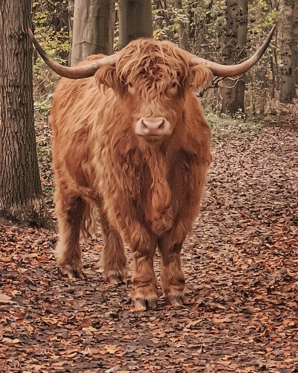 karincijsouw's tweet photo. Kieke👀koe, ineens was hij er!
#NaturePhotography #scottishhighlander #cow #nature @VroegeVogels @PWNwaternatuur #duinen #bakkum #nhd #noordhollandsduinreservaat https://t.co/eMozfzoq0v