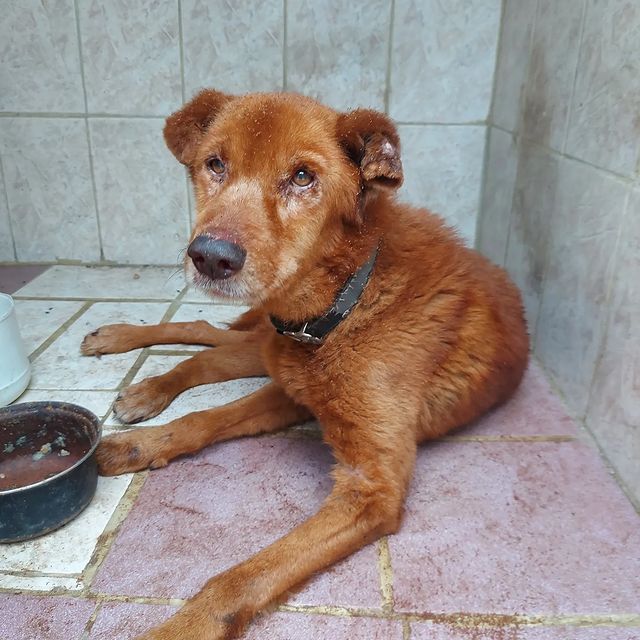 Good afternoon 🌅 to all our followers, the old man is with a better countenance 🐕💊🩹🩺💉