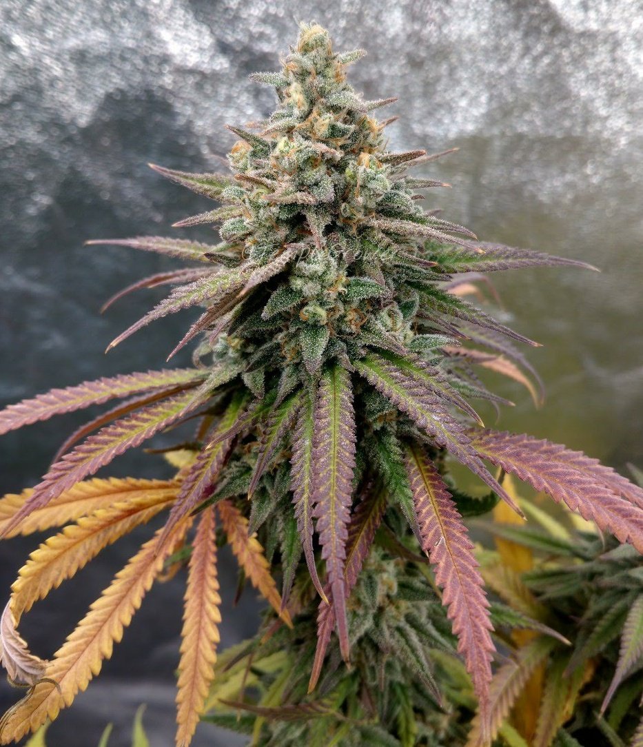 TempleGrower's tweet photo. 😤🌱
#GrowYourOwn #Cannabis #TempleGrownGenetics https://t.co/aJe1W6S5Gb