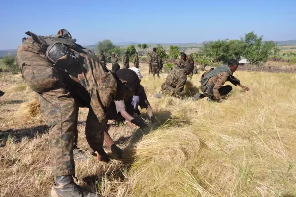 Abnet2ymailcom1's tweet photo. This humane and brave army is our Ethiopian army in Tigrai now. How did it become anti-people in Ethiopia after UN awarded it as a brave and decent army that was proven in Somalia?
@SecBlinken @antonioguterres @reda_getachew https://t.co/OpJvjNOGdD
