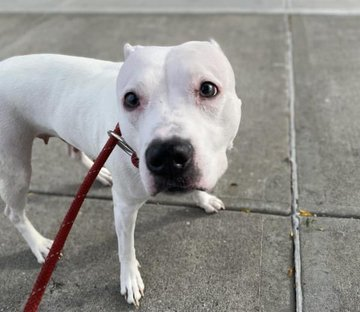 psychicwhisper3's tweet photo. 🆘🏃♀️MIA⌛️#154827 #NYCACC
😟A Gentle Girl❤️Found As Stray
💥Past Her Deadline😢VLow #pledges
Hides In A Corner To Eat😖Why Is She
So Afraid Help ‼️ Lets Get Her Out🏃♀️
#Pledge #Rt #Foster #SaveMia 🙏
📧nycdogslivesmatter@gmail.com
Plz DM @SuzanneSugar + @CathyPolicky https://t.co/NLtgi1VX6W