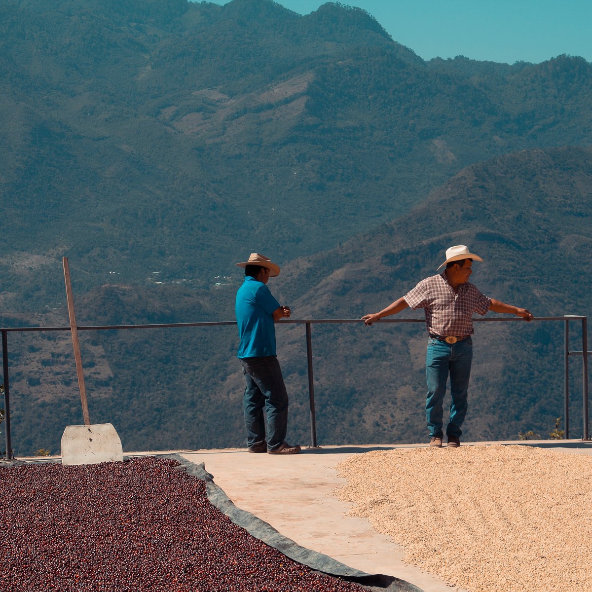 TheCenterCoffee's tweet photo. Natural and washed coffee drying side to side in Guatemala 🌞 How do you prefer your coffee? Are you a natural or a washed kind of person? #learnsmart #coffeeeducation #coffeegram #coffeefacts #dailycoffeenews #elarning #specialtycoffee #coffeecourses #specialitycoffee https://t.co/HsqVah90nn
