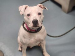 psychicwhisper3's tweet photo. 🆘🏃♀️MIA⌛️#154827 #NYCACC
😟A Gentle Girl❤️Found As Stray
💥Past Her Deadline😢VLow #pledges
Hides In A Corner To Eat😖Why Is She
So Afraid Help ‼️ Lets Get Her Out🏃♀️
#Pledge #Rt #Foster #SaveMia 🙏
📧nycdogslivesmatter@gmail.com
Plz DM @SuzanneSugar + @CathyPolicky https://t.co/NLtgi1VX6W