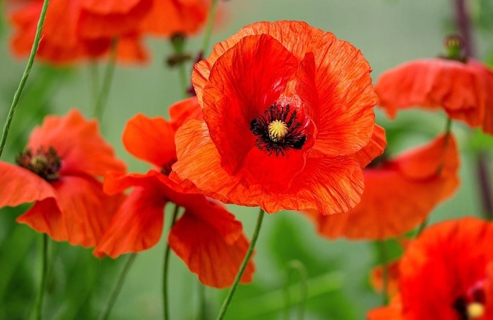 MichaelBDesign's tweet image. Today we remember those who have made the ultimate sacrifice for our freedom. Never forget