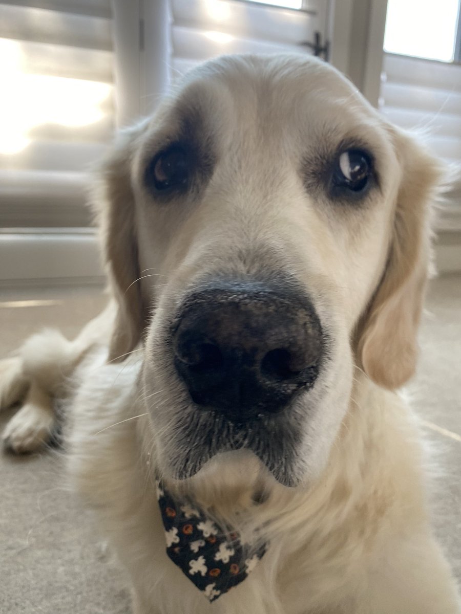 Today I stole my mom’s dried mangoes and am not sorry 🥭
