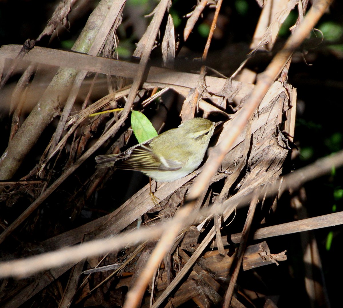 Chrishodgebird tweet picture